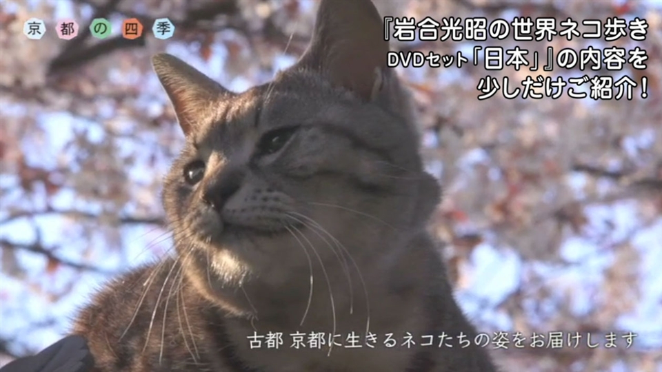 岩合光昭の世界ネコ歩き Dvdセット 日本 ユーキャン通販ショップ