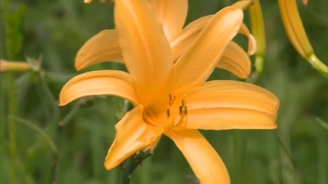 かれんな黄色の花 ユリ科の花ニッコウキスゲが見頃 岡山 鏡野町 Ohk 岡山放送