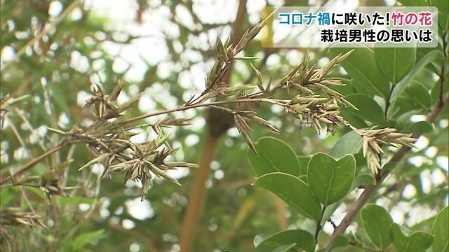 竹に花 不吉の象徴 数十年に１度咲く珍花は何を告げる 香川 三豊市 Ohk 岡山放送