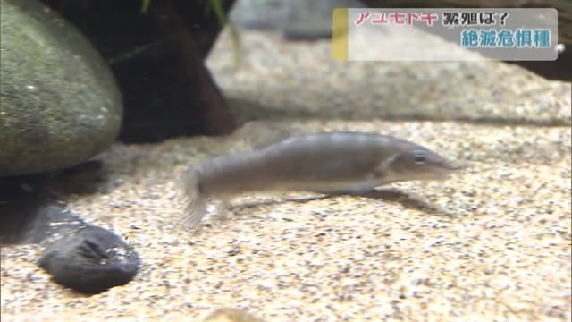 絶滅危惧種アユモドキ 稚魚の調査を実施 キリンビール岡山工場 岡山 岡山市 Ohk 岡山放送