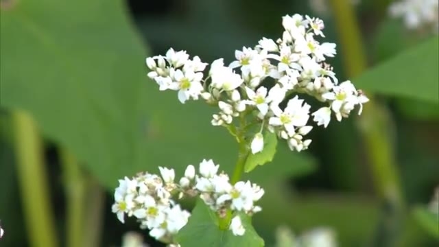 白くて小さな花 真庭市の蒜山高原でソバの花が咲く 岡山 真庭市 Ohk 岡山放送