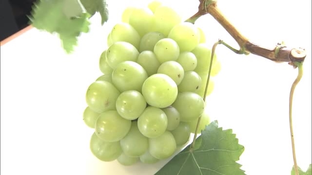 先生はマスカットの生産者 岡山特産の果物の魅力を知って 小学校で食育の出前授業 岡山 岡山市 Ohk 岡山放送