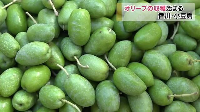 日本一の生産量を誇る小豆島 新漬け用オリーブの実の収穫が始まる 香川 Ohk 岡山放送
