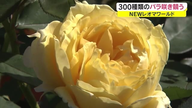 世界各国の３００種類咲き競う ｎｅｗレオマワールドで秋の大バラまつり 香川 丸亀市 Ohk 岡山放送