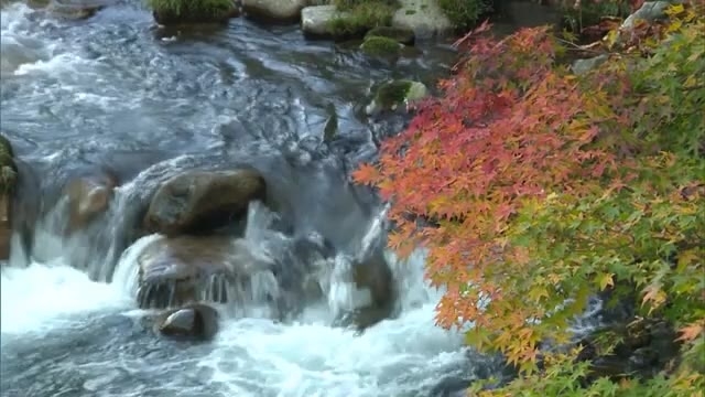 秋色に染まる渓谷 奥津渓で紅葉見頃 岡山 鏡野町 Ohk 岡山放送