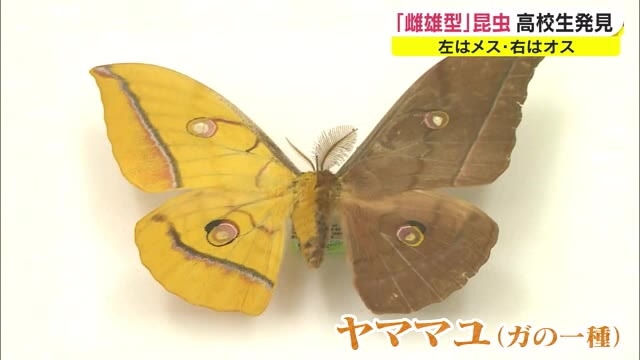 非常に珍しい昆虫発見 体の左半分がメス 右半分がオスの昆虫とは 岡山 赤磐市 Ohk 岡山放送