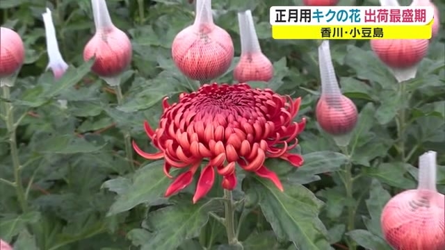 １カ月と花が長持ち 小豆島で正月用のキクの花 電照菊 出荷最盛期 香川 Ohk 岡山放送