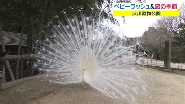 春は恋と出産のシーズン 渋川動物公園のベビーラッシュ 岡山 玉野市 Ohk 岡山放送