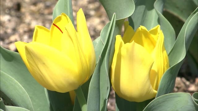 八重咲きや甘い香りを放つ品種など全部で52種類レオマリゾート チューリップ祭 開催中 香川 丸亀市 Ohk 岡山放送