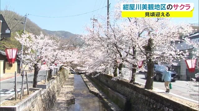 歴史情緒あふれる街並みに彩りを 紺屋川美観地区のサクラ満開 岡山 高梁市 Ohk 岡山放送