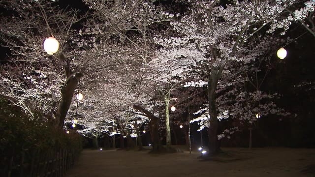 約３００本のサクラ咲き誇る栗林公園 幻想的なライトアップ２６日スタート 香川 高松市 Ohk 岡山放送