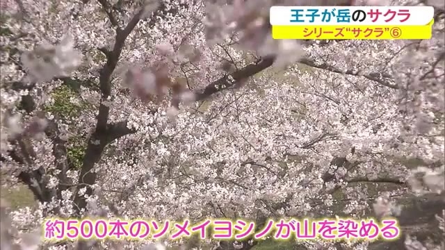 岡山 香川のサクラの名所 瀬戸内海から望む絶景 王子が岳 岡山 倉敷市 Ohk 岡山放送