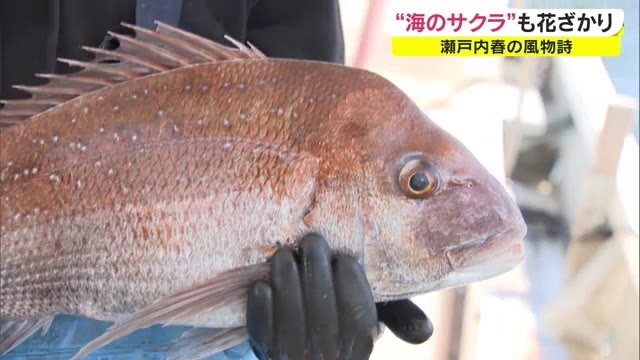 瀬戸内に広がる海のサクラ満開 春の味覚 サクラダイ漁 最盛期 岡山 笠岡市 Ohk 岡山放送