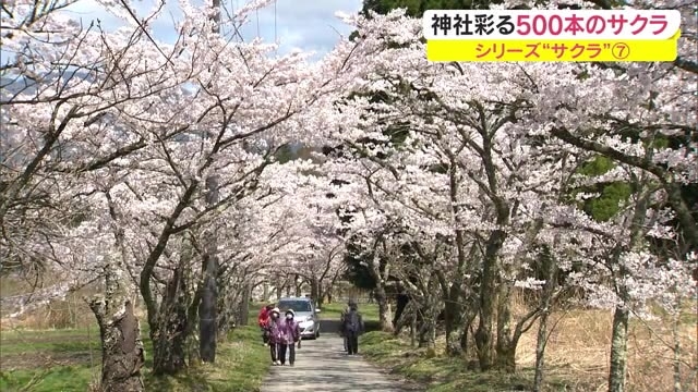 岡山 香川のサクラの名所 蒜山三座も楽しめるお花見スポット 茅部神社桜並木 岡山 真庭市 Ohk 岡山放送