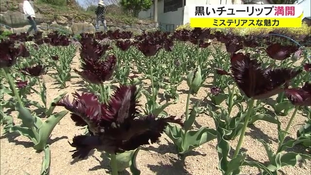 名探偵の誕生日に満開 ミステリアスに咲く黒いチューリップ見頃 岡山 倉敷市 Ohk 岡山放送