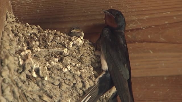 ツバメ団地 巣の数なんと７０個 ツバメ専用の部屋も 子育て真っ最中 岡山 美作市 Ohk 岡山放送