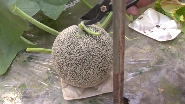 糖度１５度以上 濃厚な味と芳醇な香りが特徴 さぬき市でタカミメロンの収穫始まる 香川 さぬき市 Ohk 岡山放送