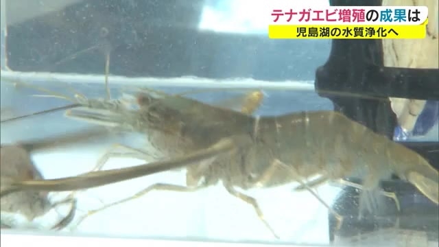 味も抜群 児島湖の テナガエビ 湖の水質改善のため県が増殖実験 小さな生き物に期待 岡山 岡山市 Ohk 岡山放送