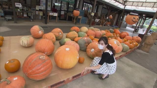 重さ４０kgの 巨大カボチャ ハロウィーン用に販売開始 ケーキ店から予約も 岡山 吉備中央町 Ohk 岡山放送