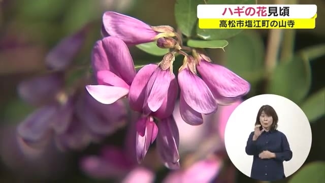 山門をくぐり抜けると紫や白の可憐な花が出迎え 最明寺で秋の七草 ハギの花 見頃 香川 高松市 Ohk 岡山放送