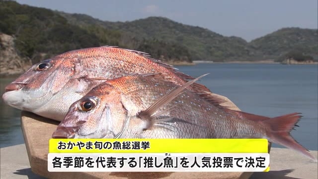 春はサワラ 冬は 推し魚 を選ぶ おかやま旬の魚総選挙 結果発表 岡山 Ohk 岡山放送