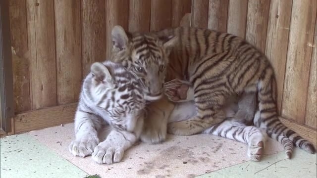 赤ちゃんトラに触れて一緒に写真撮影！生後３カ月のホワイトタイガーも