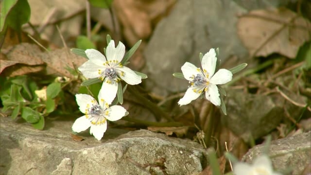 落ち葉の間から顔を覗かせる白い花 春の妖精 セツブンソウ 県北の名所で咲き始める 岡山 美作市 Ohk 岡山放送