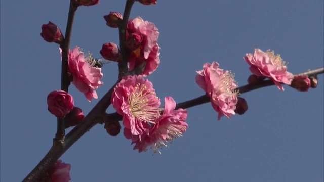 冬から春へ カンコウバイ満開 サクラの開花はいつ 岡山 香川 Ohk 岡山放送