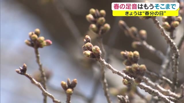 桜の開花はいつ 岡山の名所 旭川河川敷をチェック 予想は２７日 岡山 岡山市 Ohk 岡山放送