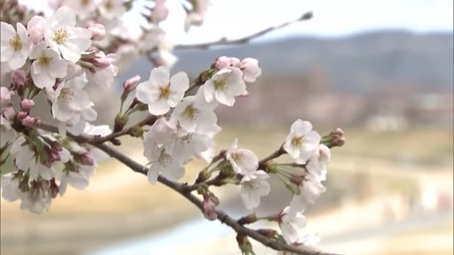 開花発表後初の週末 暖かな陽気に誘われ 名所 旭川河川敷 で サクラ咲く 春を堪能 岡山 岡山市 Ohk 岡山放送