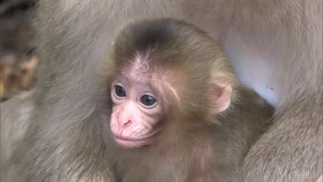 つぶらな瞳で愛くるしい姿 小豆島でサルの赤ちゃん誕生 銚子渓自然動物園お猿の国 香川 土庄町 Ohk 岡山放送