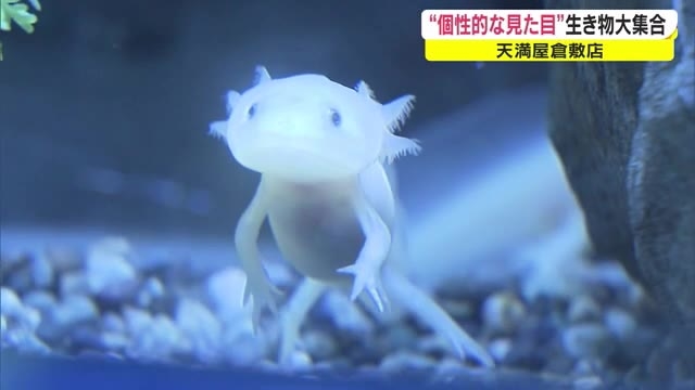 きもかわいい が大集結 見た目は個性的で 不思議な生物が世界からやってきた 岡山 倉敷市 Ohk 岡山放送