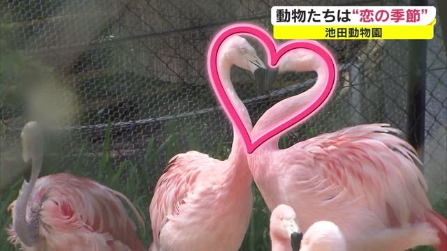 恋する動物たち メスを巡って縄張り争いも 様々な求愛行動をウォッチ 岡山 岡山市 Ohk 岡山放送