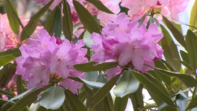 シャクナゲ ヤマブキ ツツジなど豊富な種類で人気 お得感のある私設植物園 岡山 新見市 Ohk 岡山放送