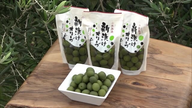 オイリーでジューシー…秋の味覚「新漬けオリーブ」小豆島町で製造作業