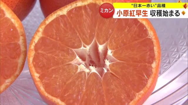 日本一赤いミカンとも…枝変わりという突然変異で生まれた品種「小原紅