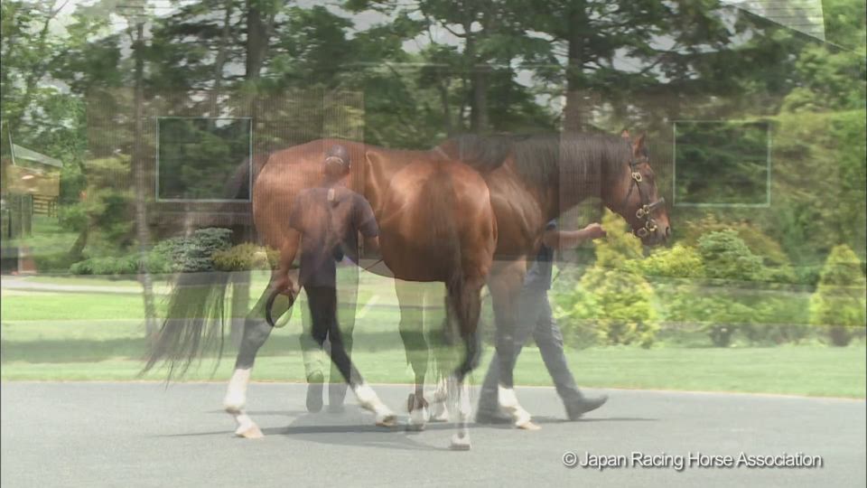 モーリスのウォーキング動画 Stallions In Japan