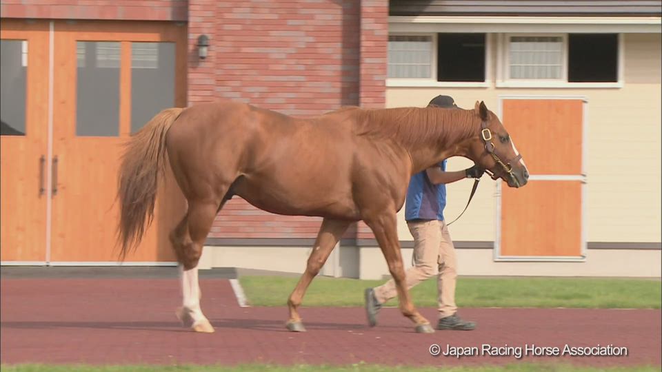 ベストウォーリアのウォーキング動画 Stallions In Japan 21