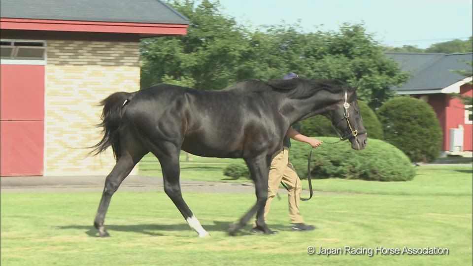 ブラックタイドのウォーキング動画 Stallions In Japan 21