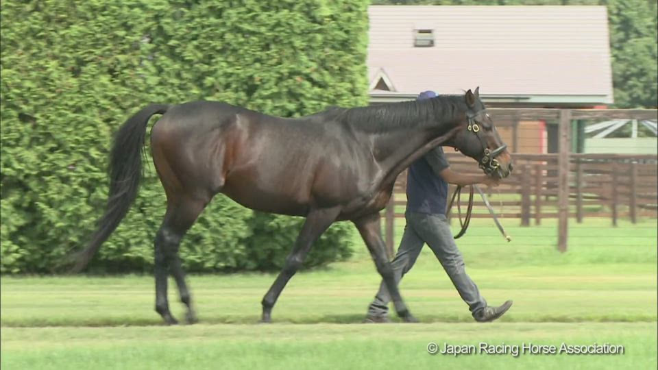 ルーラーシップのウォーキング動画 Stallions In Japan 21