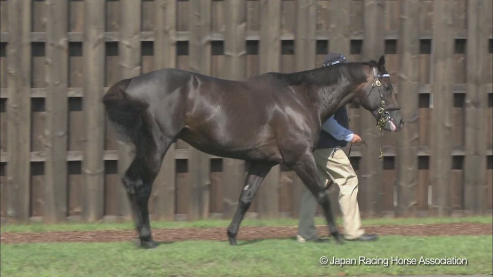 パイロのウォーキング動画 Stallions In Japan 21