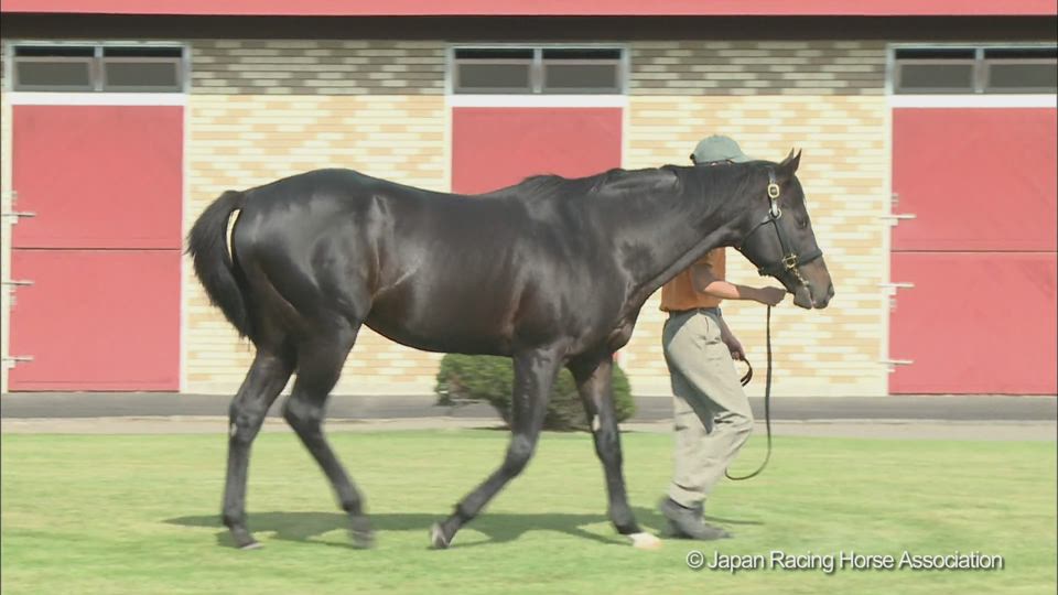 ステイゴールドのウォーキング動画 Stallions In Japan 21