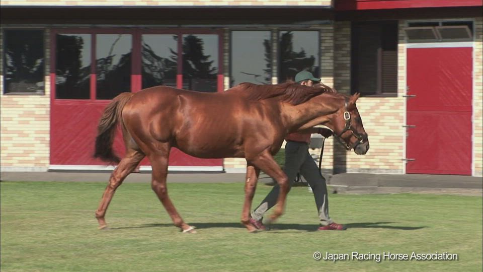 Stallions In Japan22 Jrha 一般社団法人 日本競走馬協会