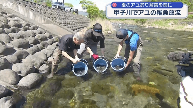 甲子川でのアユ稚魚放流【岩手・釜石市】