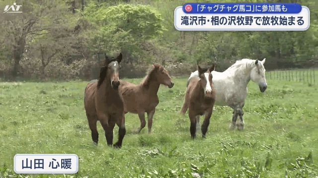 相の沢牧野「チャグ馬」も放牧【岩手・滝沢市】