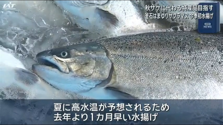 「釜石はまゆりサクラマス」今季初水揚げ【岩手】