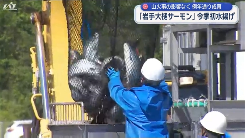 大槌町のご当地養殖サーモン　今季初水揚げ【岩手】