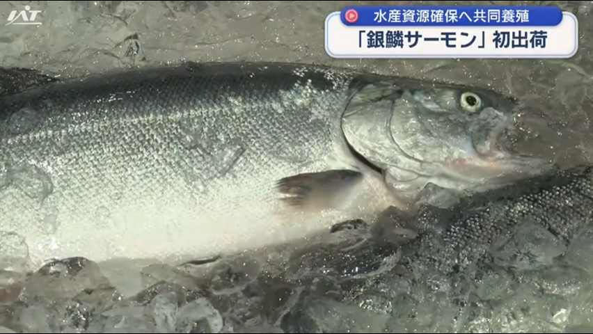 宮古銀鱗サーモン初出荷【岩手・宮古市】