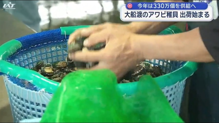 アワビ稚貝　出荷始まる【岩手・大船渡市】