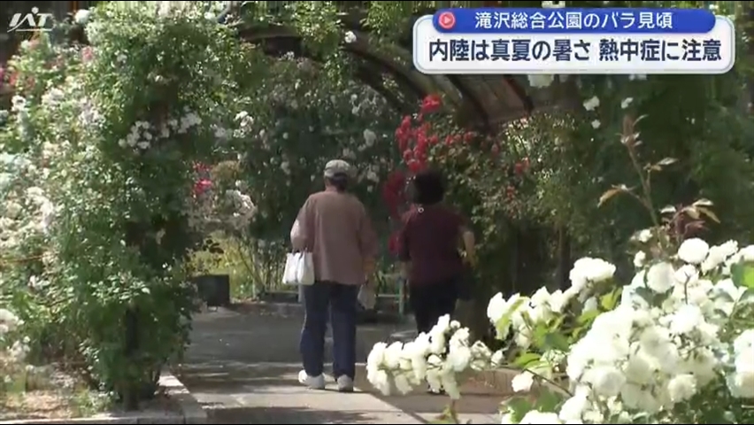 内陸は真夏の暑さに　滝沢総合公園のバラ見頃【岩手】